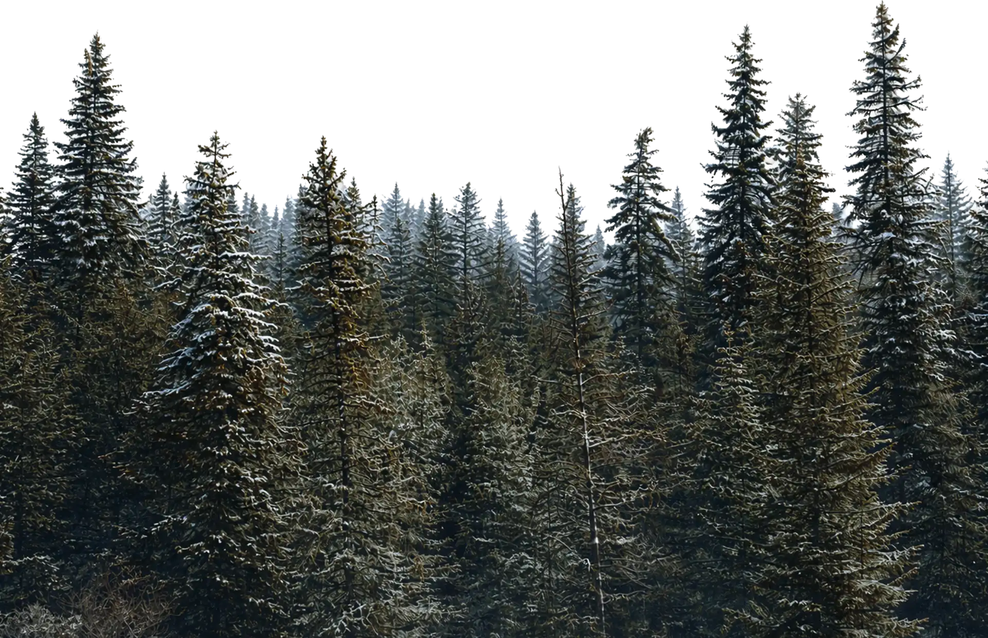 A dense forest line